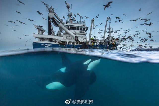 享譽全球的年度野生動物攝影師大賽2016年年度優秀作品