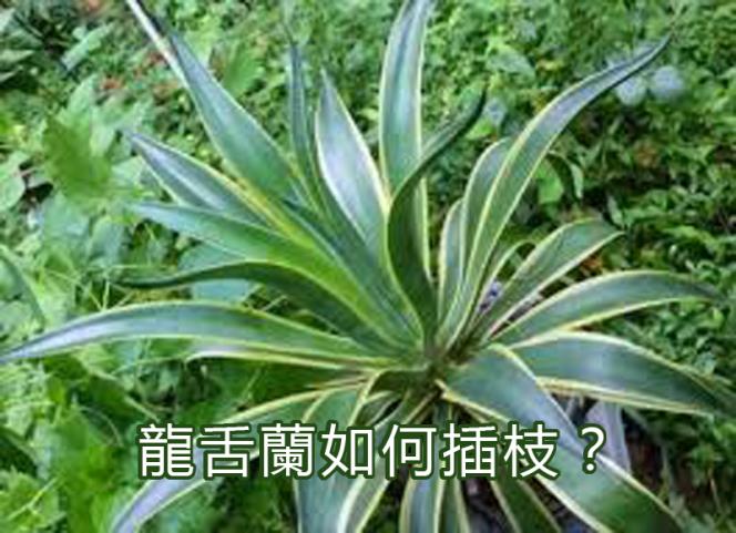 【園藝達人】防電腦輻射最強植物“龍舌蘭”如何插枝？