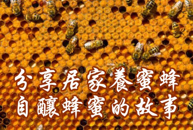 【園藝達人】分享居家養蜜蜂，自釀蜂蜜的故事