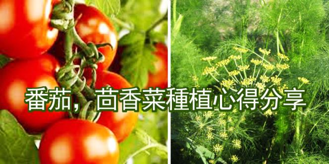 【園藝達人】番茄，茴香菜種植心得分享