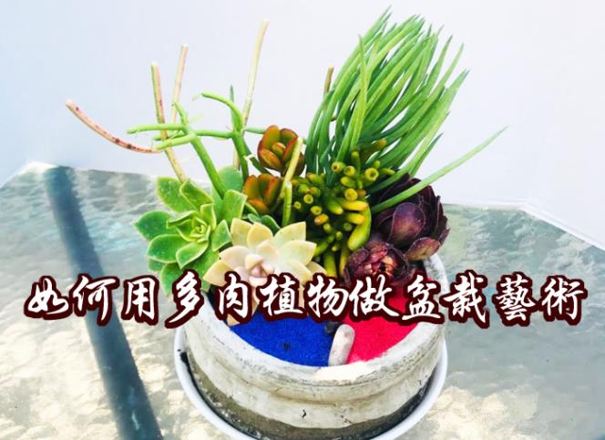 【花藝設計】如何用多肉植物做插花藝術盆景