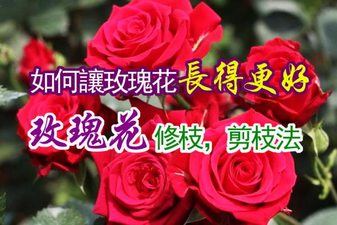 【園藝達人】玫瑰花剪枝，修枝法！如何讓玫瑰花長得更好？