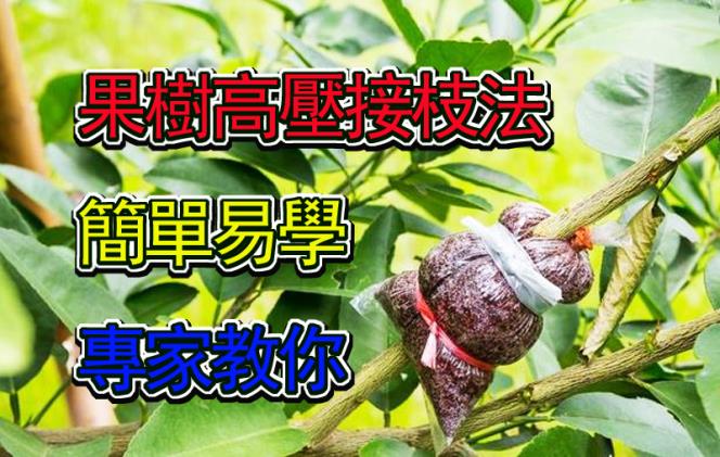 【園藝達人】果樹高壓接枝法，專家教你，簡單易學【美新社】