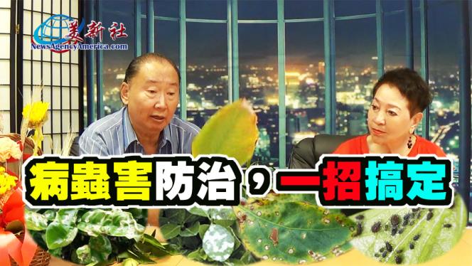 【園藝達人】病蟲害防治，一招搞定！自製有機殺蟲劑