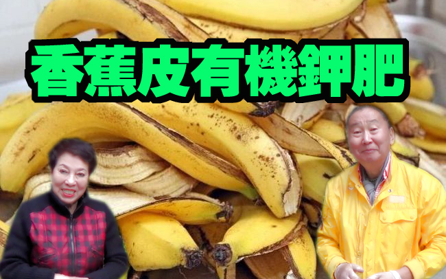 【園藝達人】自制香蕉皮有機鉀肥