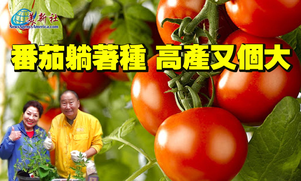 【園藝達人】番茄躺著種，高產又個大