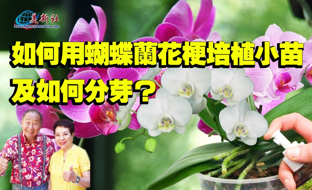 【園藝達人】如何用蝴蝶蘭的花梗培植小苗，及如何分芽？