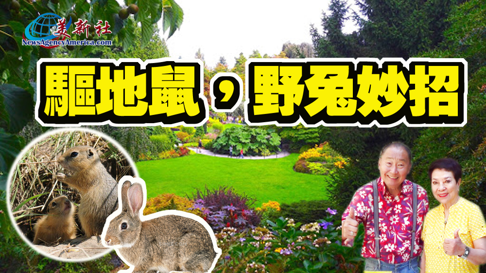 【園藝達人】驅地鼠，野兔妙招
