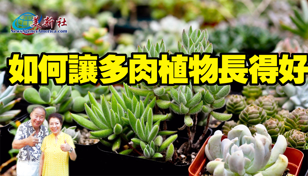 【園藝達人】多肉植物如何長得好？