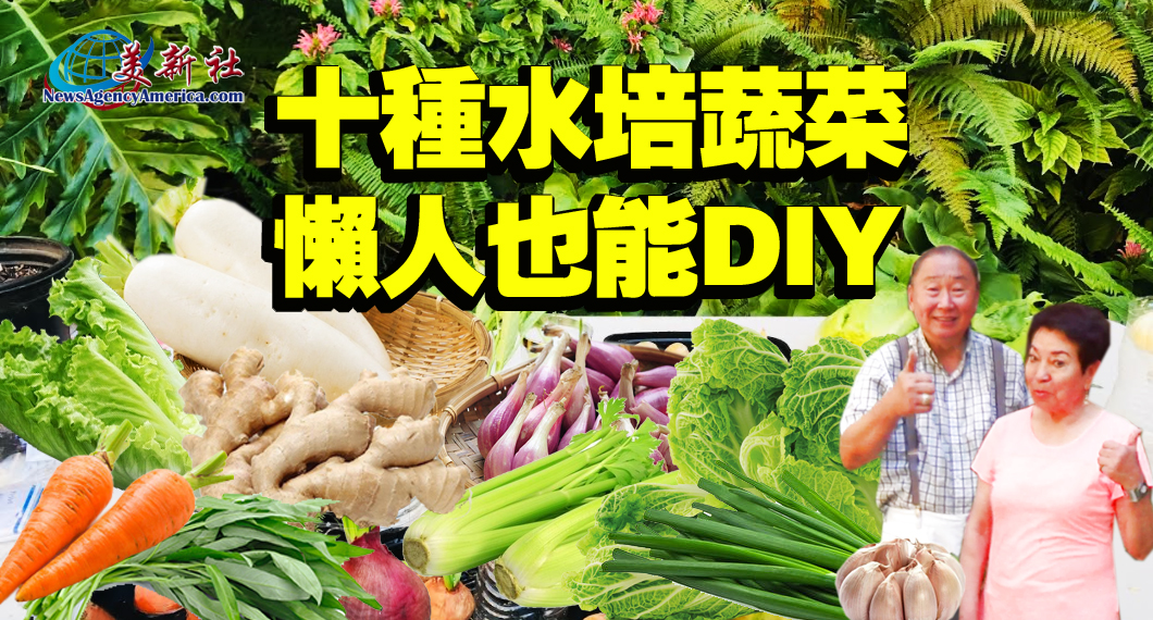 【園藝達人】十種水培蔬菜，懶人也能DIY