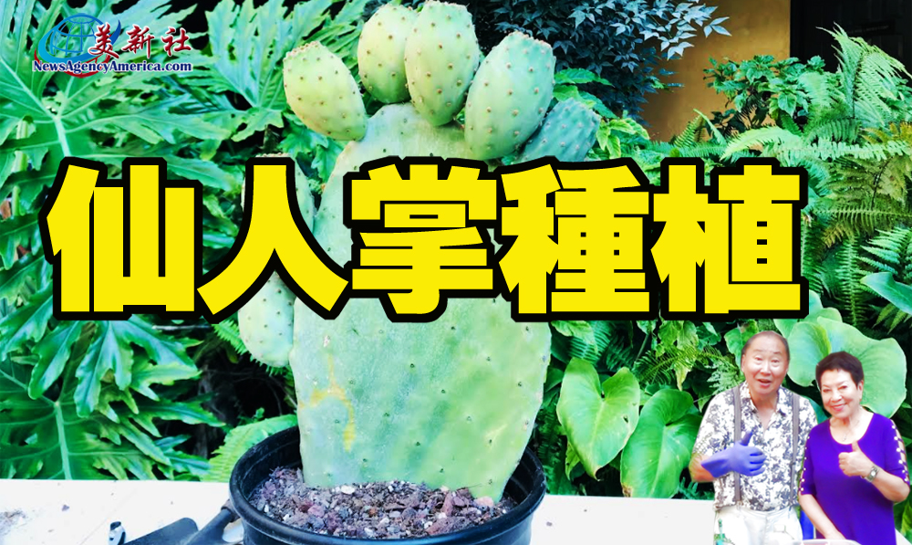 【園藝達人】仙人掌如何種植長得更好？