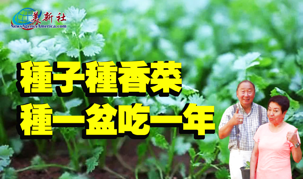 【園藝達人】如何用種子種香菜？種一盆吃一年