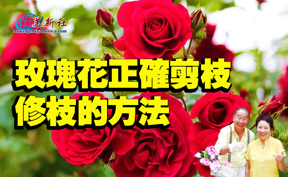 【園藝達人】玫瑰花正確剪枝和修枝方法