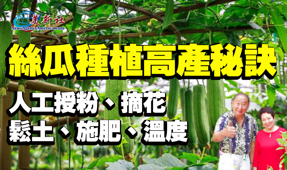 【園藝達人】絲瓜種植高產的秘訣，人工授粉，摘花，鬆土，施肥