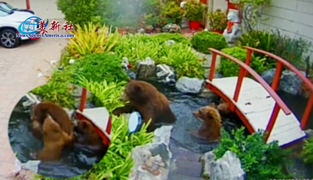 【視頻】三棕熊闖民宅 打架戲水嚇壞Arcadia居民