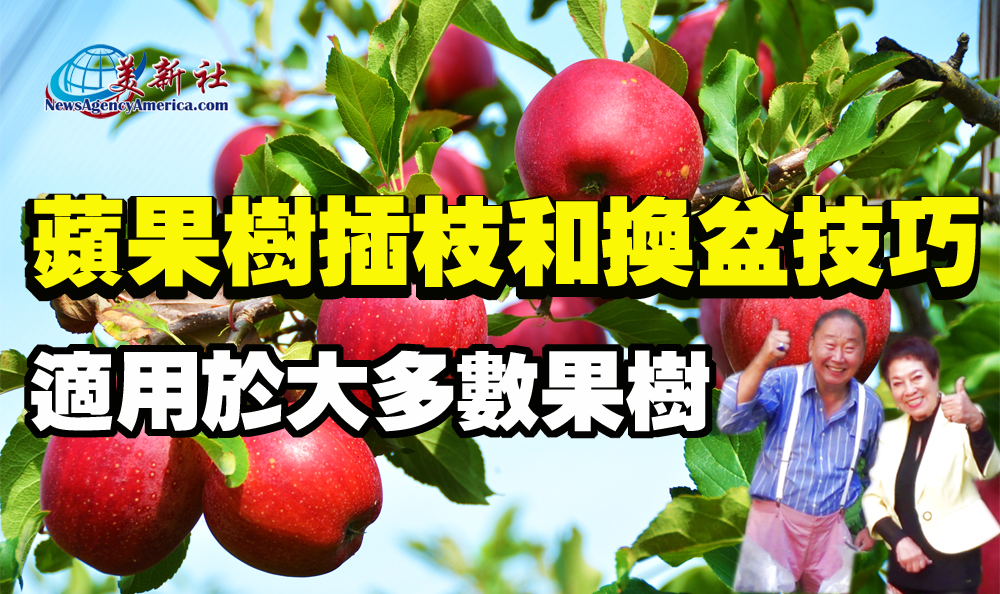 【園藝達人】蘋果樹插枝和換盆技巧，適用於大多數果樹