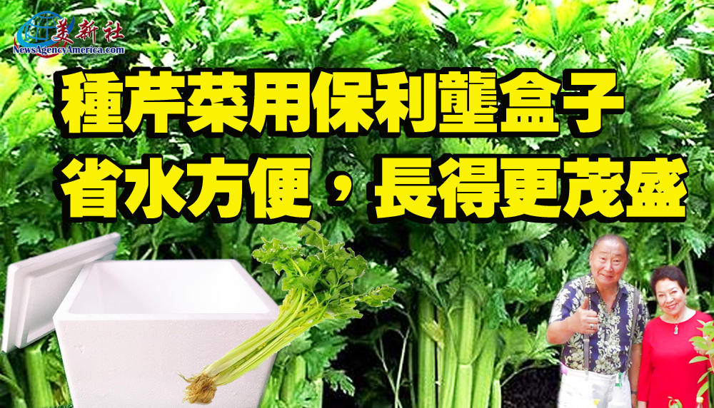 【園藝達人】保利壟盒子種芹菜，省水方便，長得更茂盛