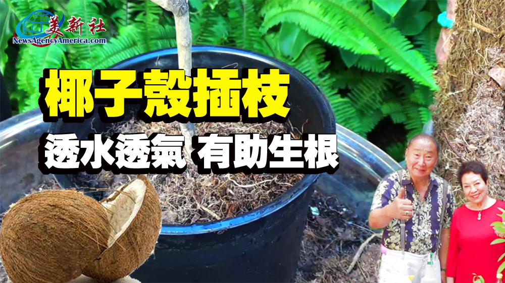 【園藝達人】椰子殼插枝，透水透氣，有助生根！