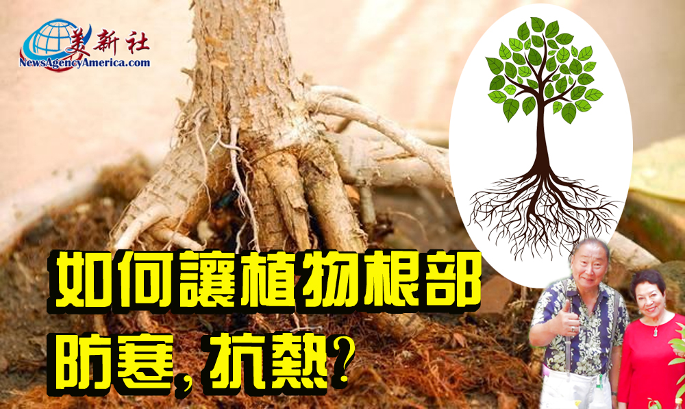 【園藝達人】如何讓植物根部防寒，抗熱？