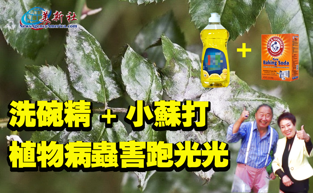 【園藝達人】洗碗精 + 小蘇打，植物病蟲害跑光光