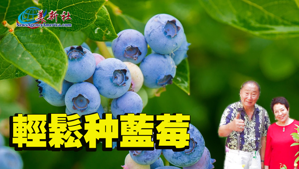 【園藝達人】輕鬆種藍莓，藍莓這樣種，果實多又大