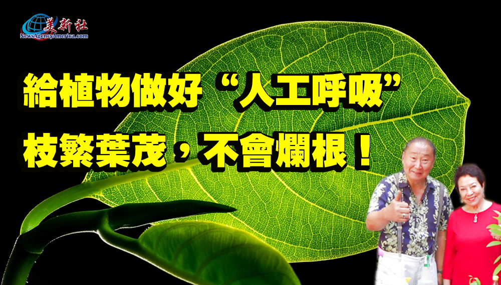 【園藝達人】給植物做好“人工呼吸”，枝繁葉茂，不會爛根！