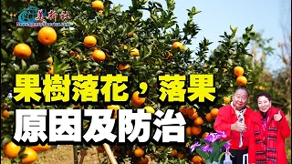 【園藝達人】果樹落花，落果的原因及防治