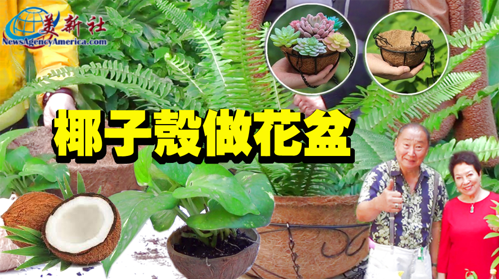 【園藝達人】椰子殼做花盆，防蟲，透氣，別具一格！