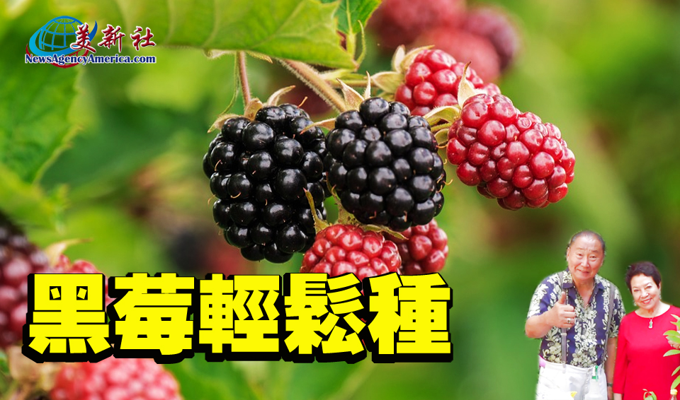 【園藝達人】黑莓輕鬆種