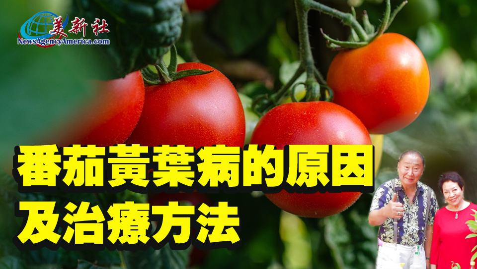 【園藝達人】番茄黃葉病的原因及治療方法