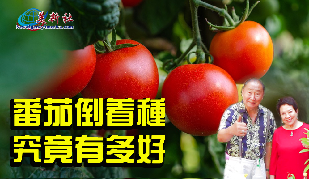 【園藝達人】番茄倒着種，究竟有多好？