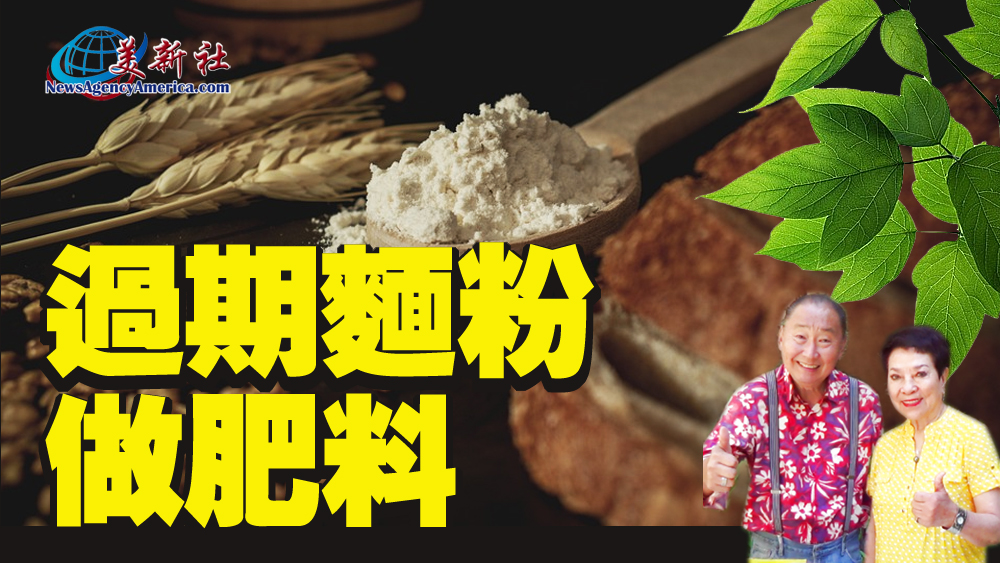 【園藝達人】過期麵粉做肥料