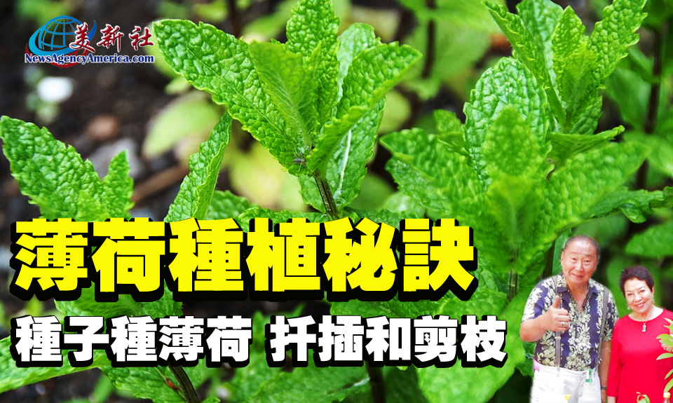 【園藝達人】薄荷種植秘訣！種子種薄荷，扦插和剪枝