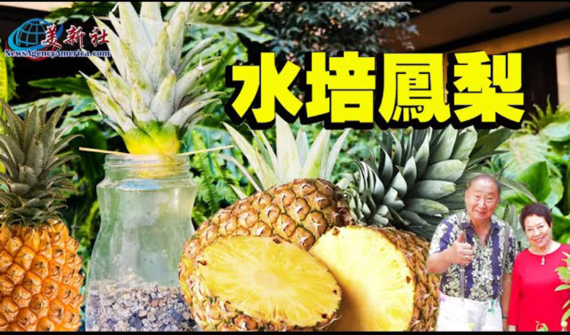 【園藝達人】好吃的鳳梨 用水來培育