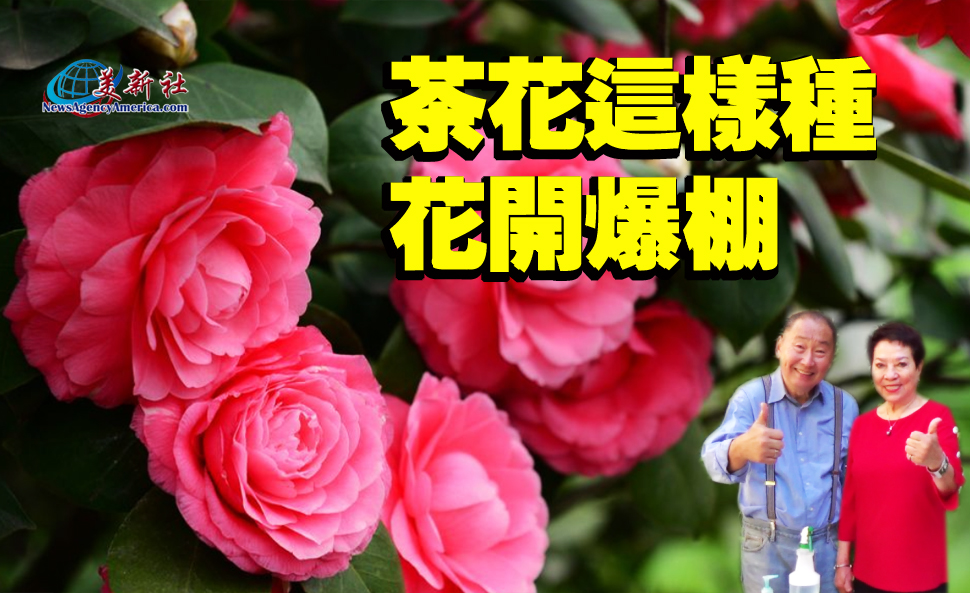 【園藝達人】山茶花這樣種，花開爆棚！