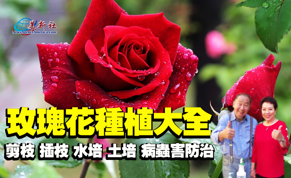 【園藝達人】玫瑰花種植大全: 剪枝修枝. 水培土培, 病蟲防治