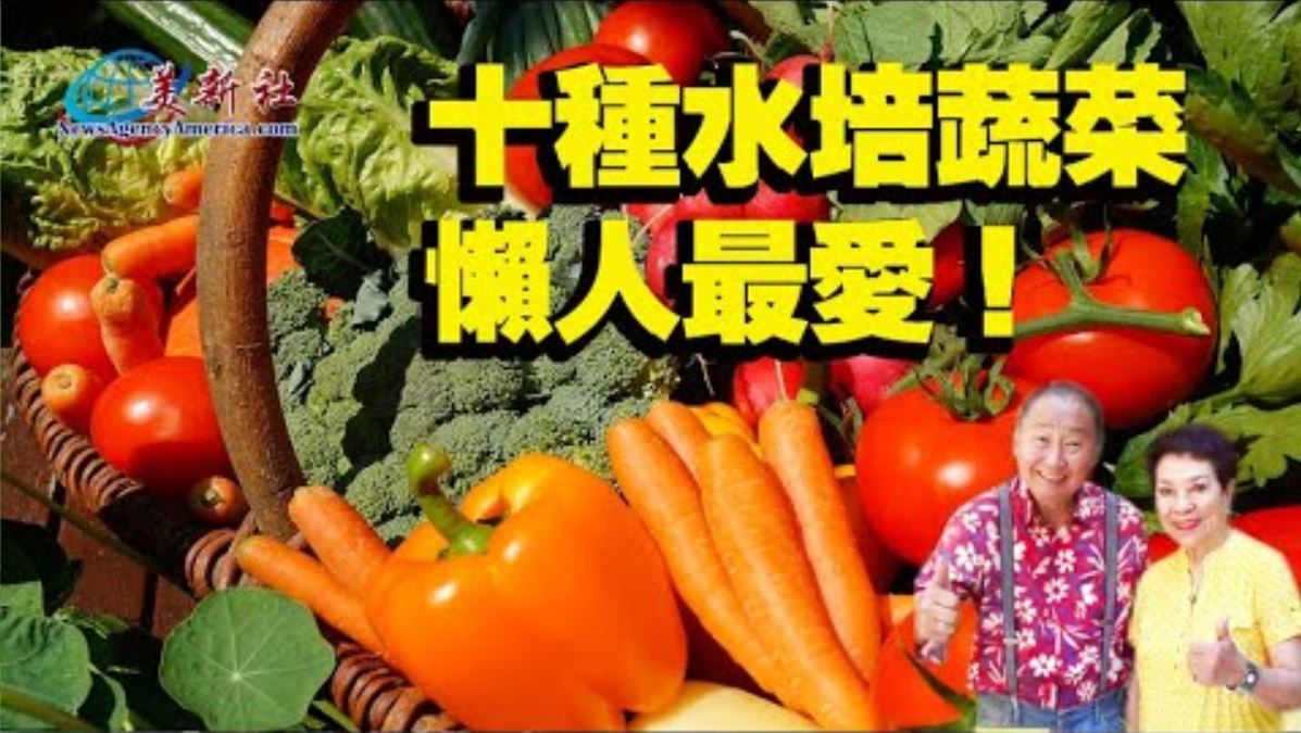 【園藝達人】十種水培蔬菜，懶人最愛！