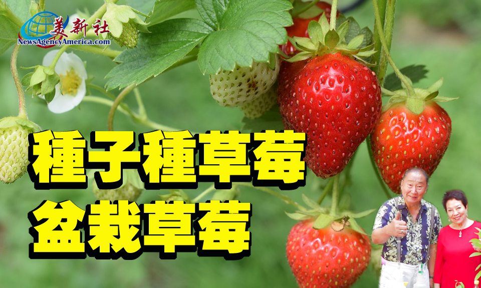 【園藝達人】種子種草莓，和盆栽草莓。