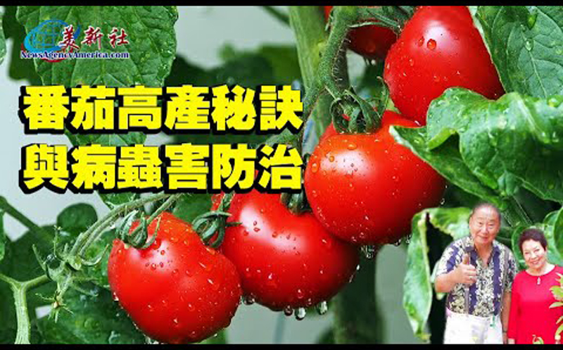 【園藝達人】番茄種植合集 |番茄高產秘訣與病蟲害防治