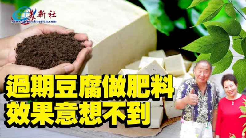 【園藝達人】過期豆腐做肥料，效果意想不到！