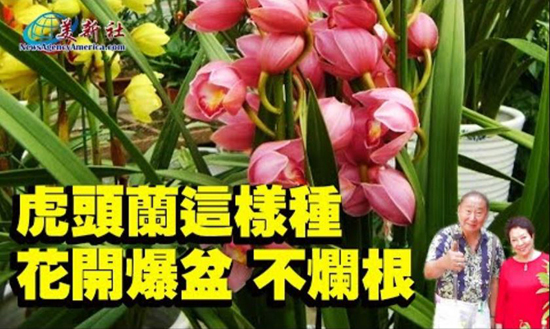 【園藝達人】虎頭蘭這樣種，花開爆盆，不爛根。