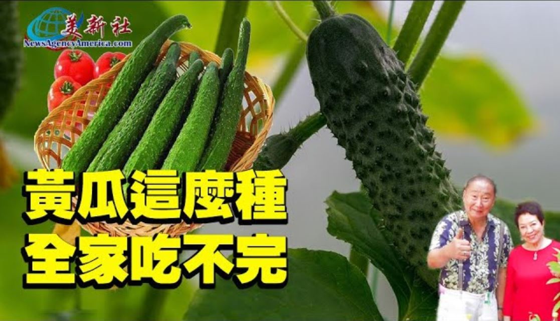 【園藝達人】黃瓜這麼種植，全家吃不完！