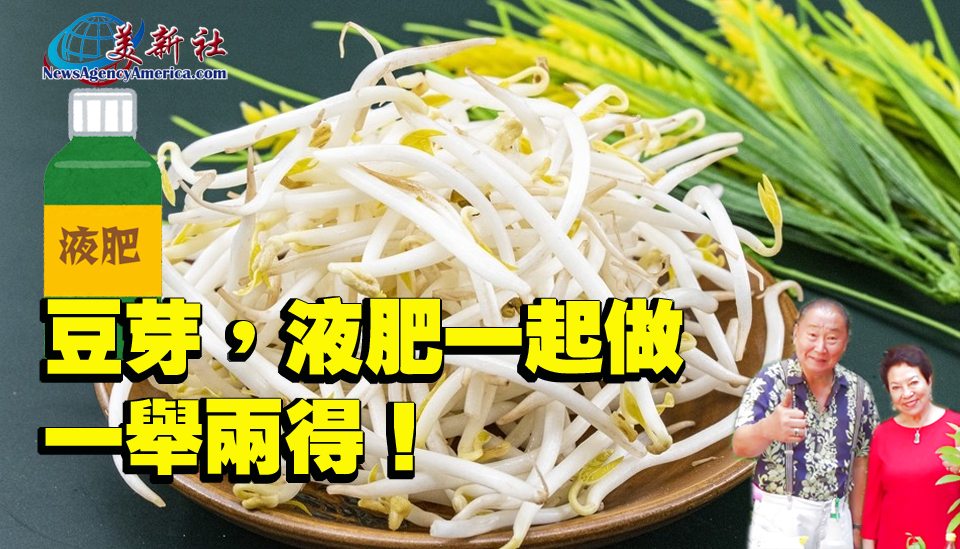 【園藝達人】豆芽，液肥一起做，一舉兩得！