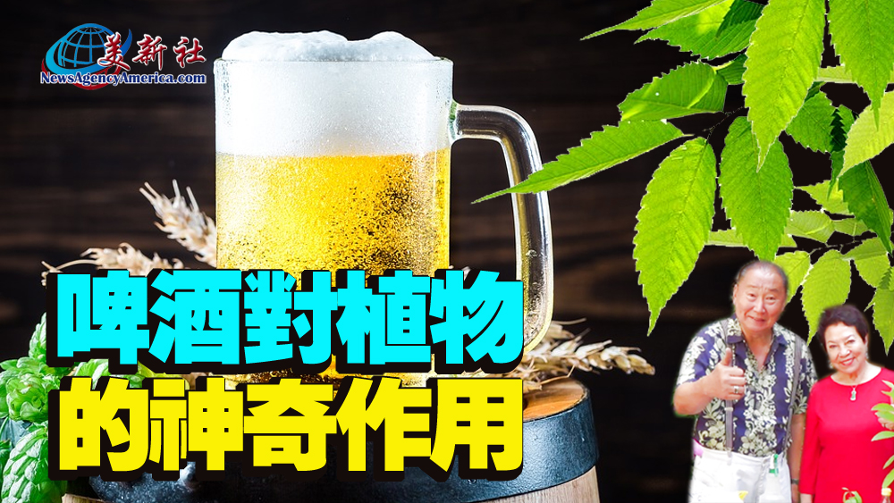 【園藝達人】啤酒對植物的神奇作用