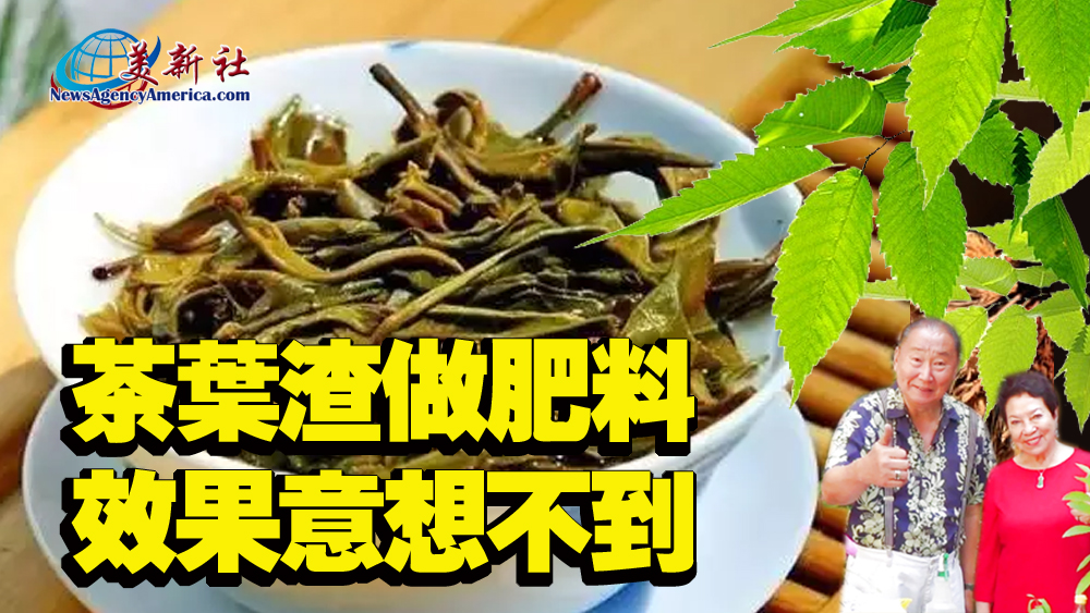 【園藝達人】茶葉渣做肥料，效果意想不到！