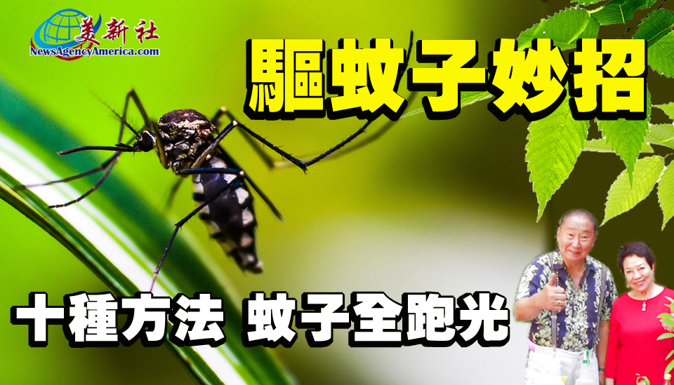 【園藝達人】驅蚊妙招！十種方法，蚊子全跑光！