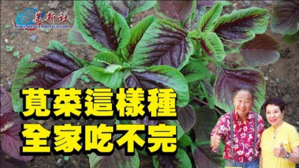 【園藝達人】莧菜這樣種 全家吃不完