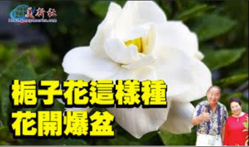 【園藝達人】栀子花這樣種，花開爆盆！