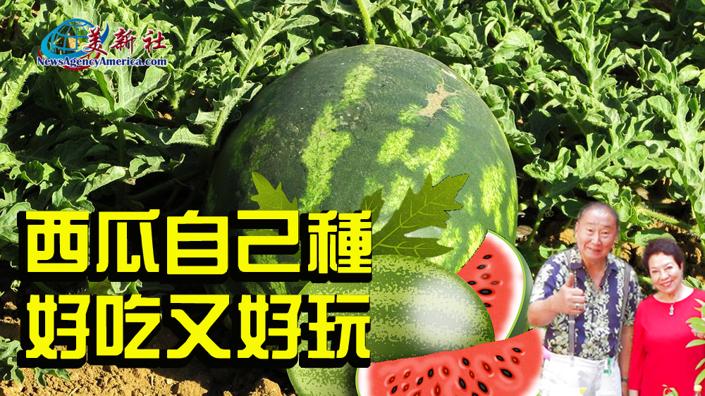 【園藝達人】如何用最簡單的方式種好西瓜？好吃又好玩！
