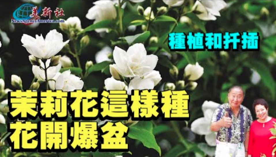 【園藝達人】茉莉花種植和扦插，這樣種茉莉花，花開爆盆！